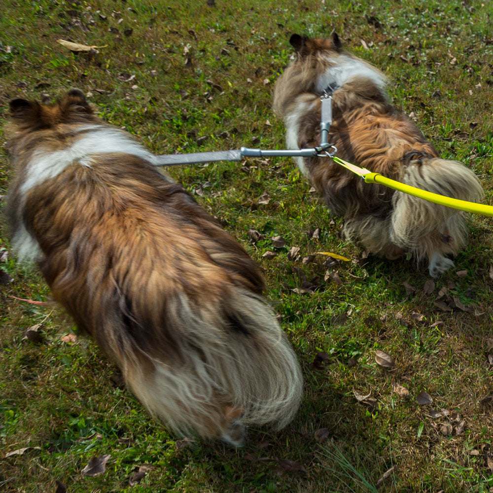 Two dogs walking tangle-free with CRAZYcoupl'r™ double dog leash connector