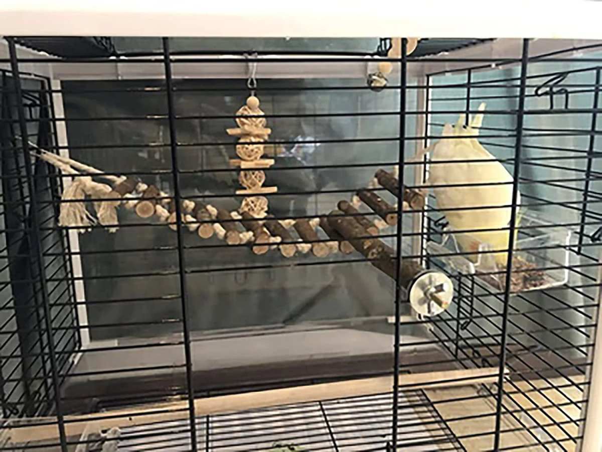 8 pack bird toys for cage accessories including perch, ladder, hammock, swings, and chewing toys for small to medium birds