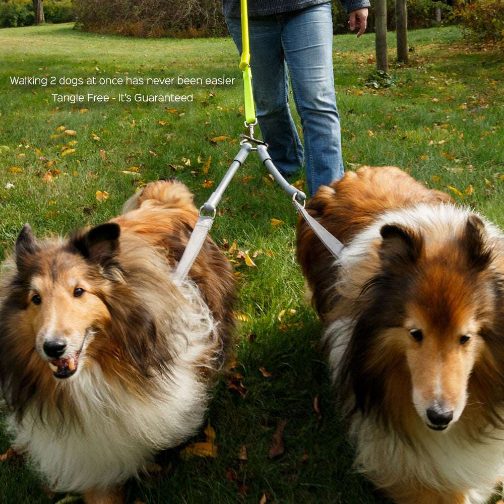 Two dogs walking side-by-side with CRAZYcoupl’r™ tangle-free double dog leash connector