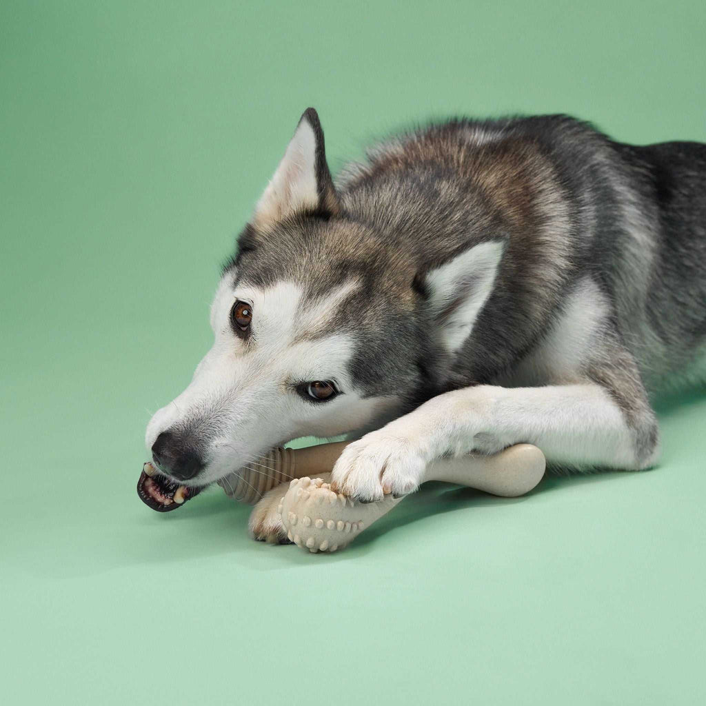 BetterBone MEDIUM Durability eco-friendly plant-based dog chew toy with dental nubs and natural beef flavor
