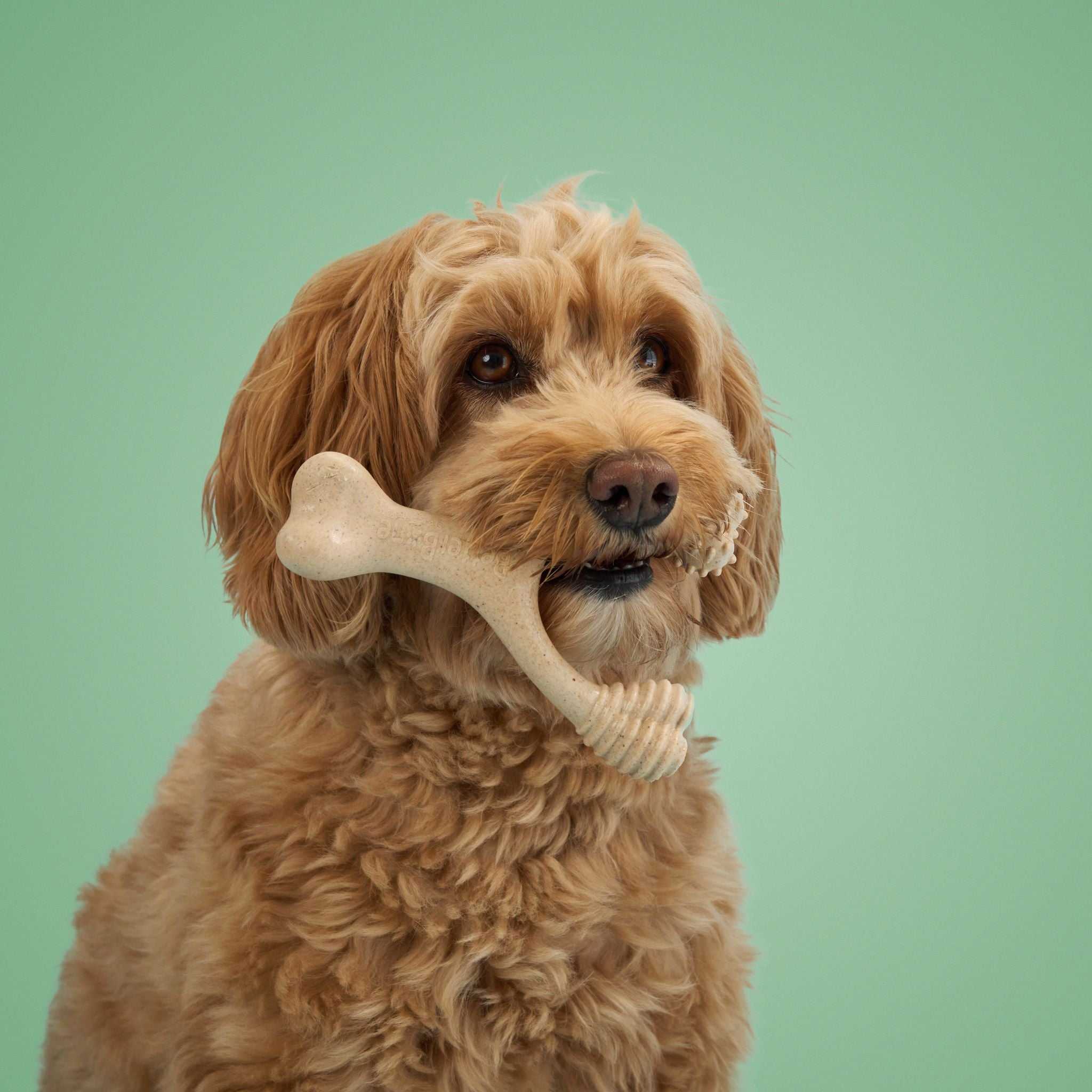 BetterBone MEDIUM Durability natural plant-based medium chew toy for dogs with dental nubs and ridges
