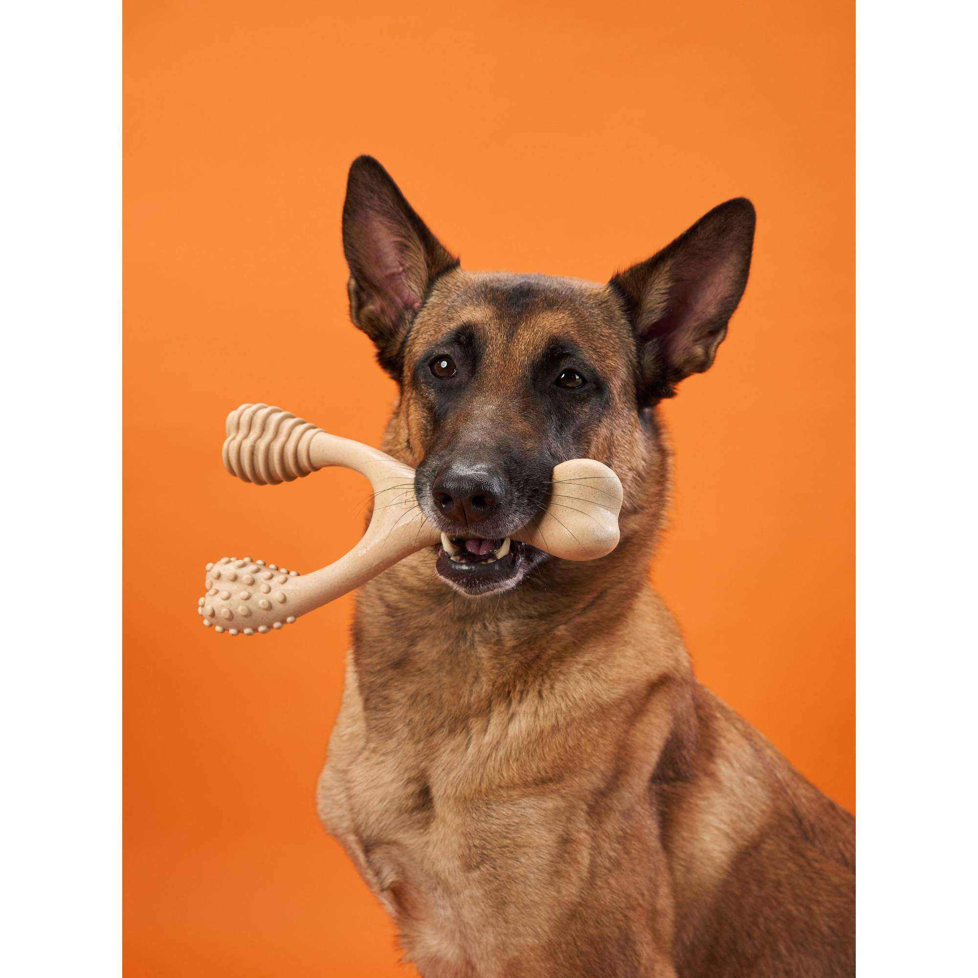 Dog with chew toy
