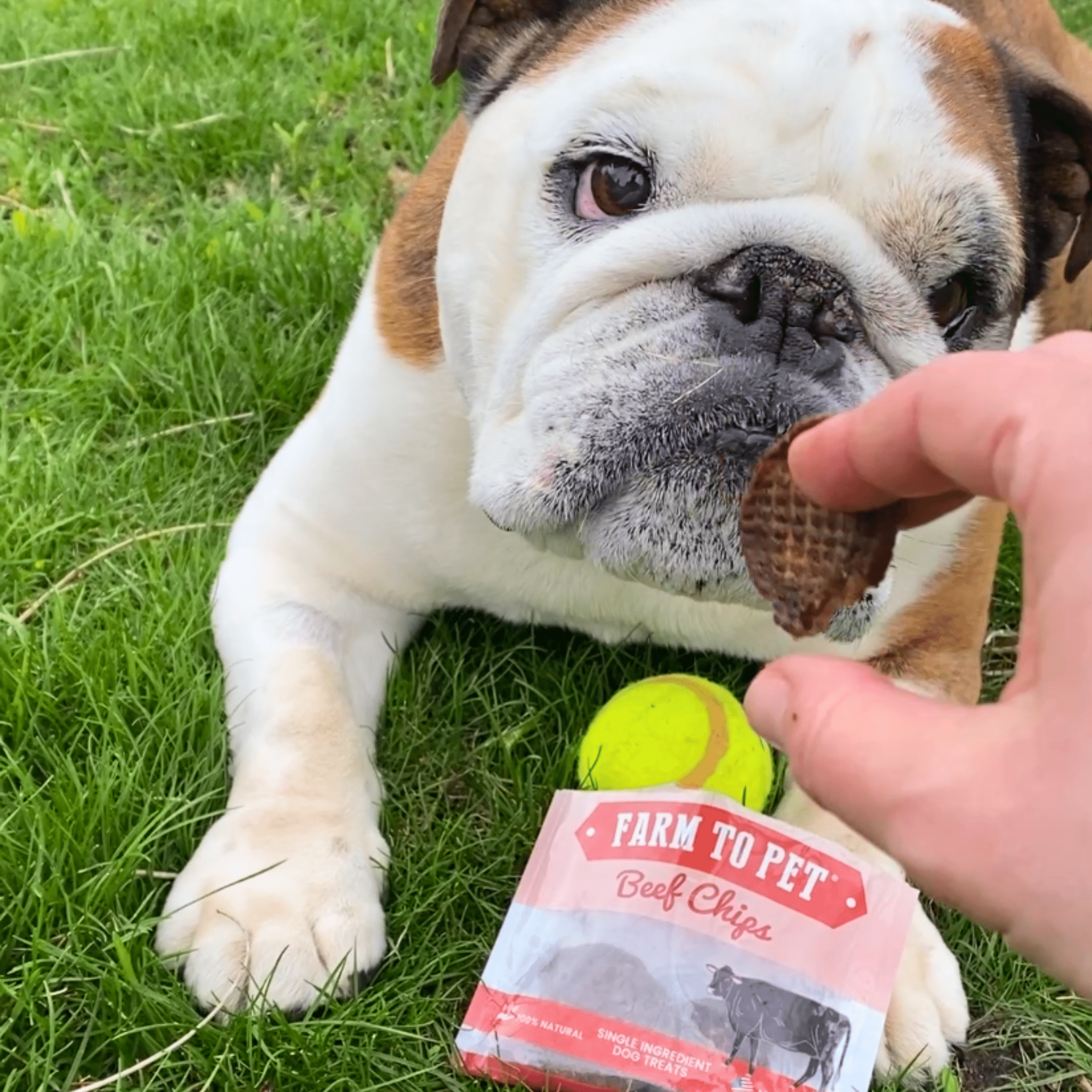 Beef Chips snack pack bundles of crunchy, protein-rich dog treats for training and travel