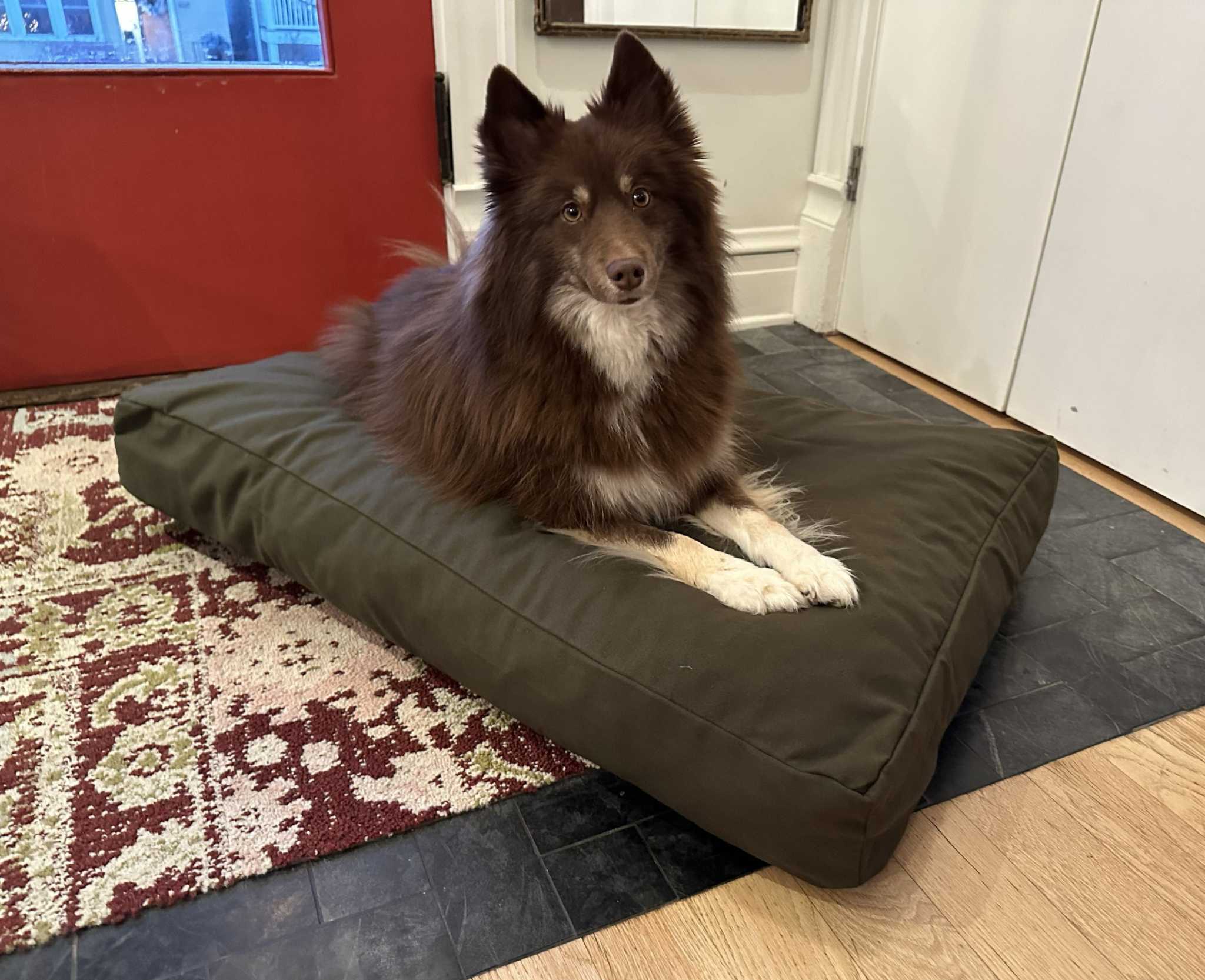 Heavy-duty cotton duck dog bed with CertiPUR foam fill and washable zippered cover.