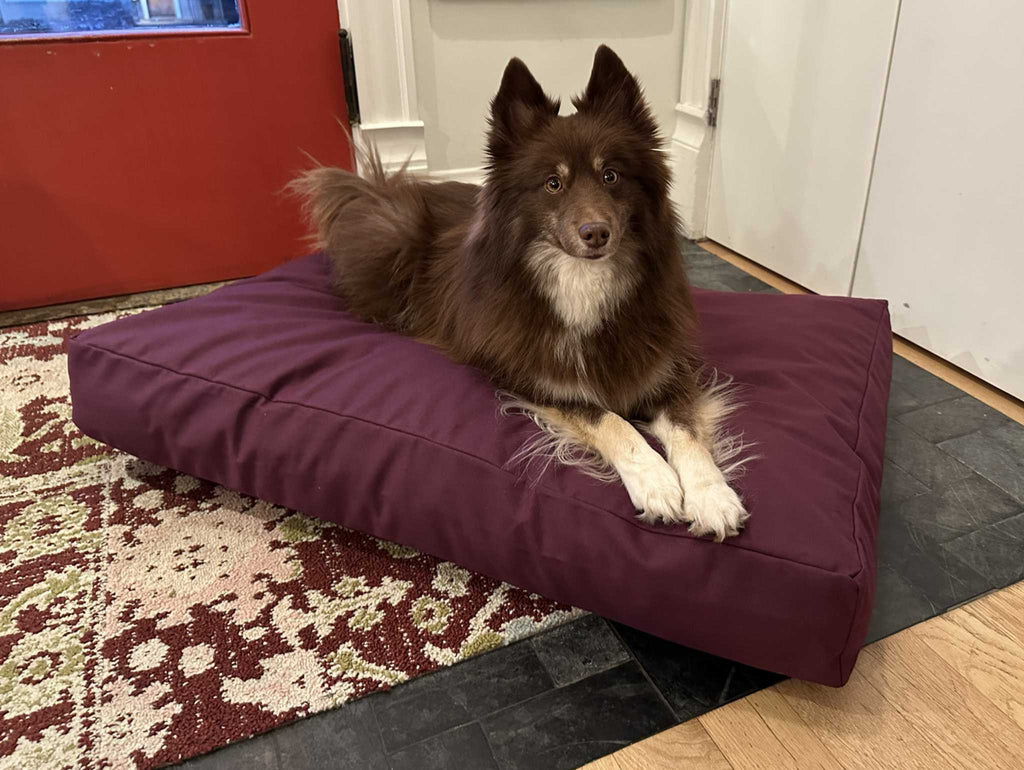 Heavy-duty cotton duck dog bed with CertiPUR foam fill and zippered washable cover