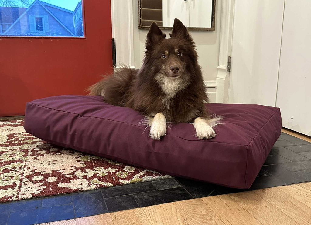 Heavy-duty cotton duck dog bed with CertiPUR foam fill and zippered washable cover