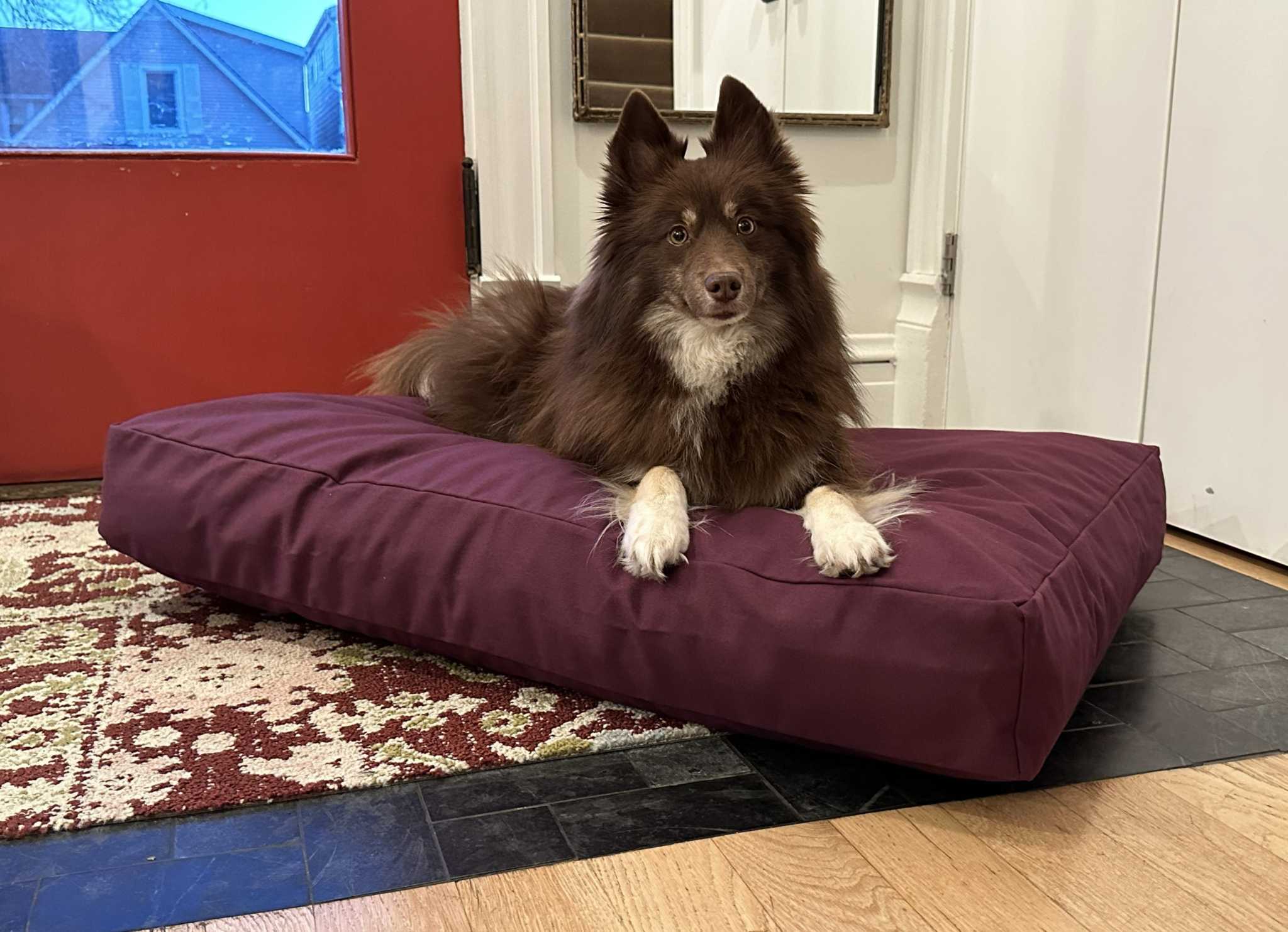 Heavy-duty cotton duck dog bed with CertiPUR foam fill and zippered washable cover