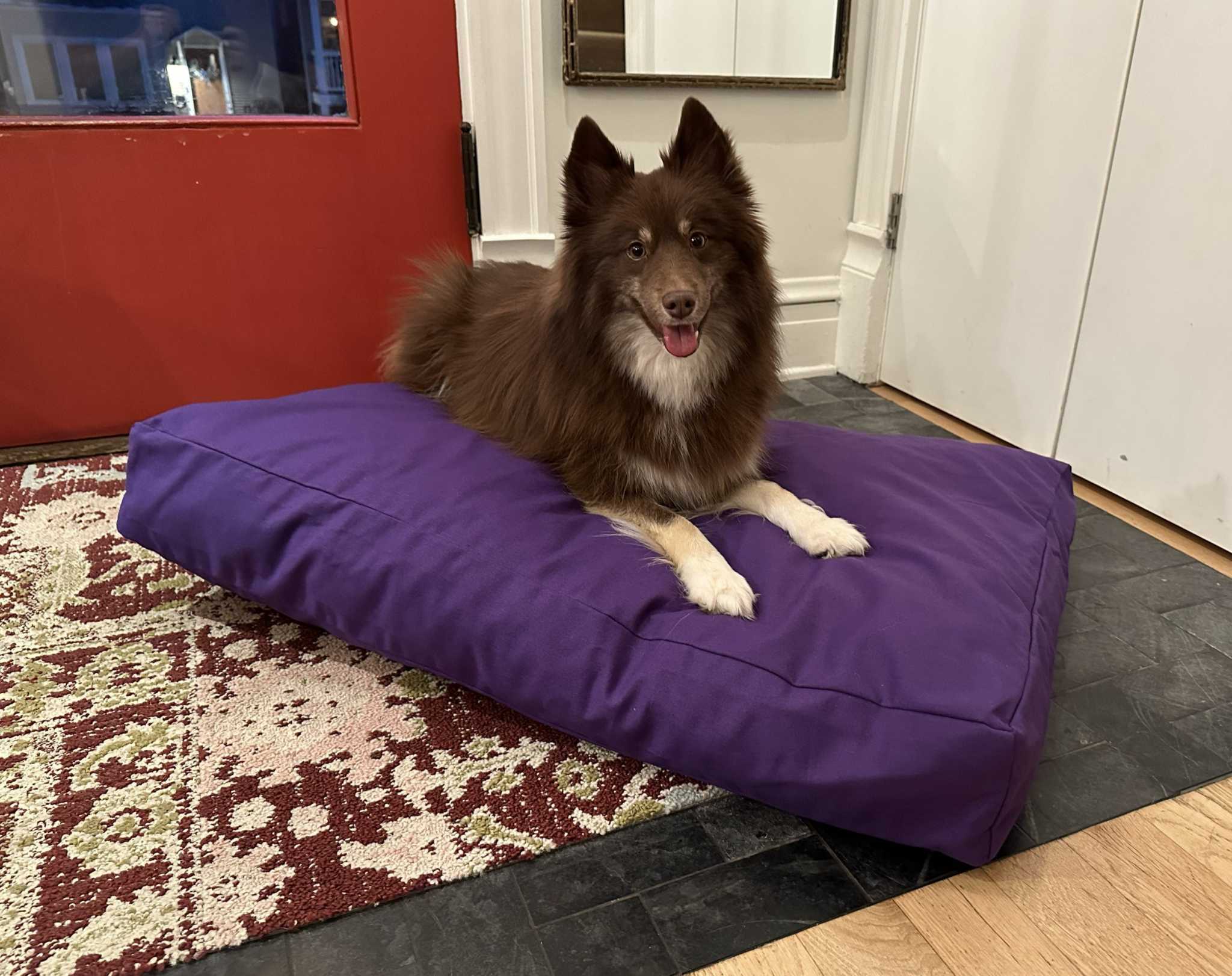 Heavy-duty cotton duck dog bed with CertiPUR foam fill and washable zippered cover