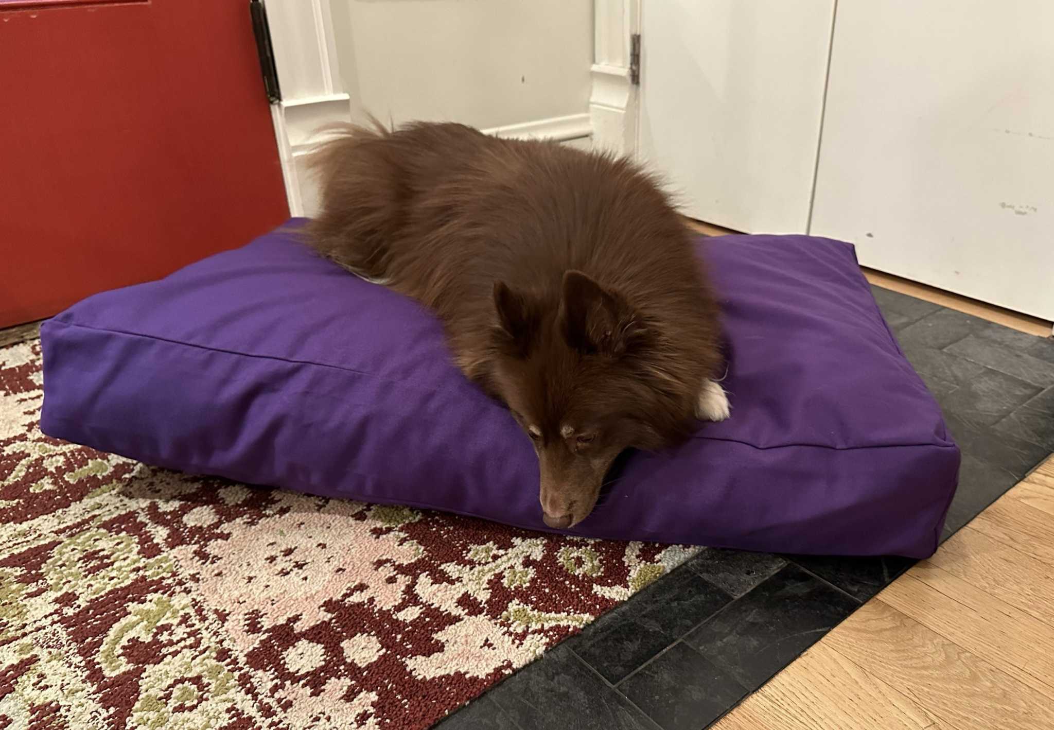 Heavy-duty cotton duck dog bed with CertiPUR foam fill and washable zippered cover