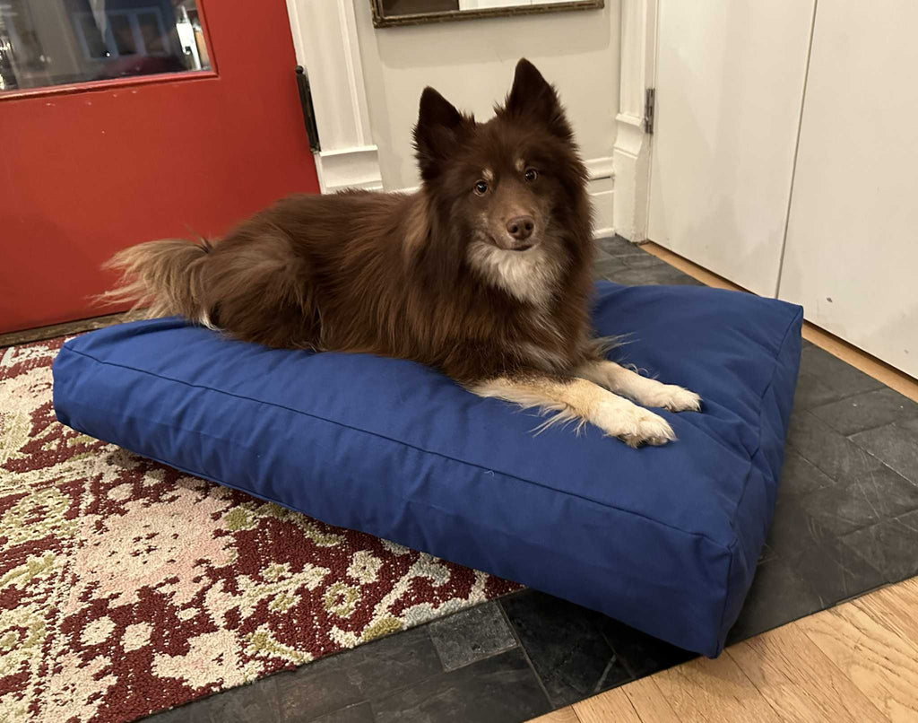 Cotton duck dog bed with heavy-duty cotton cover and CertiPUR foam fill, washable and supportive